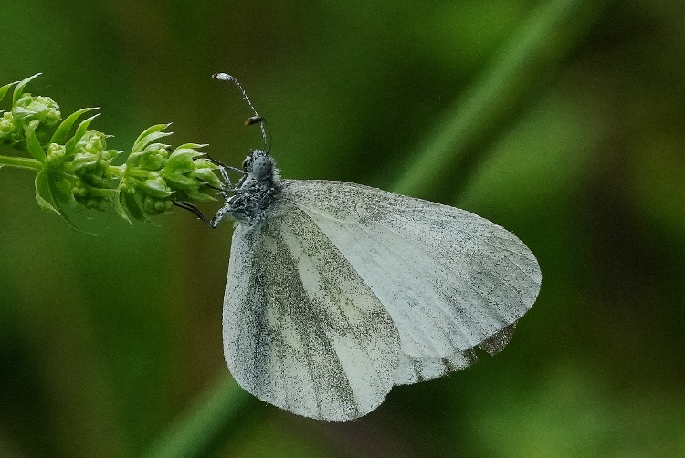 Leptidea sinapis?