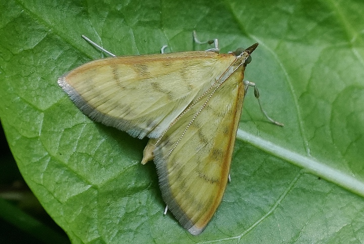 Falena da identificare