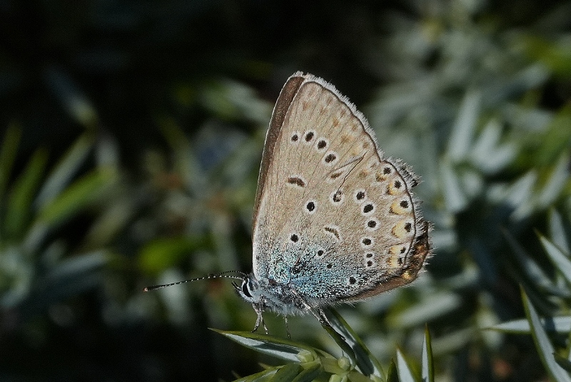 Polyommatus amandus?