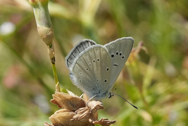 Polyommatus virgilius da confermare.