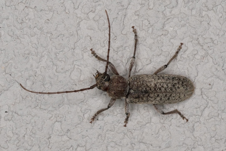 Trichoferus holosericeus?