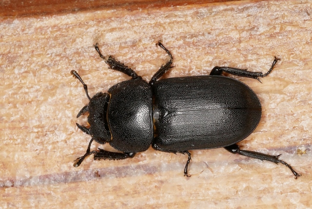 Dorcus parallelopipedus da confermare.