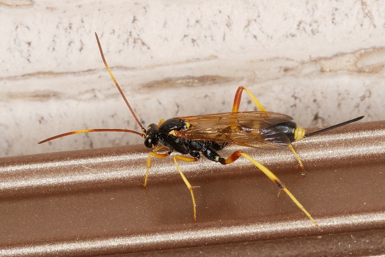Ichneumonidae da identificare.