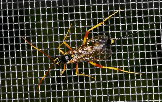 Ichneumonidae da identificare.