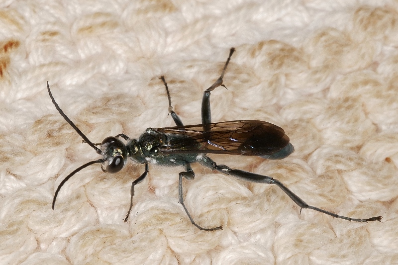 Chalybion da identificare.