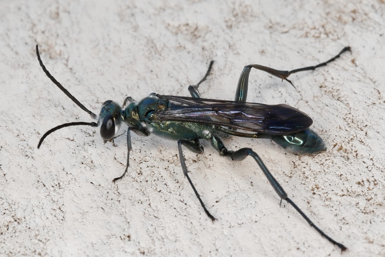 Chalybion da identificare.