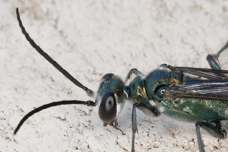 Chalybion da identificare.