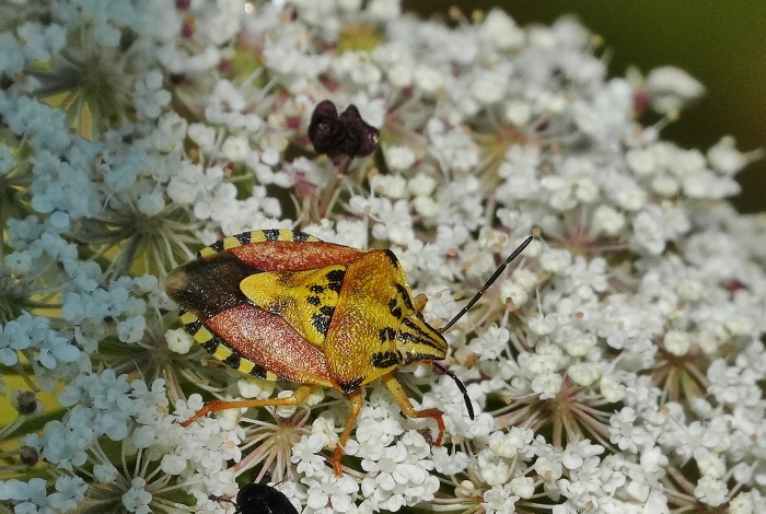 Probabile Carpocoris da identificare.