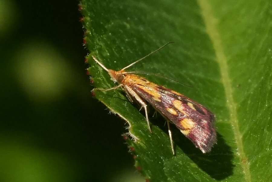 Piccola falena da identificare