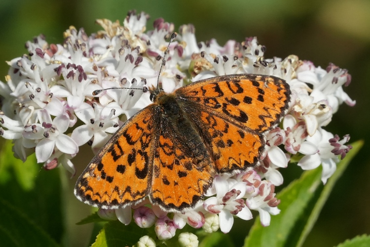 Melitaea trivia da confermare.
