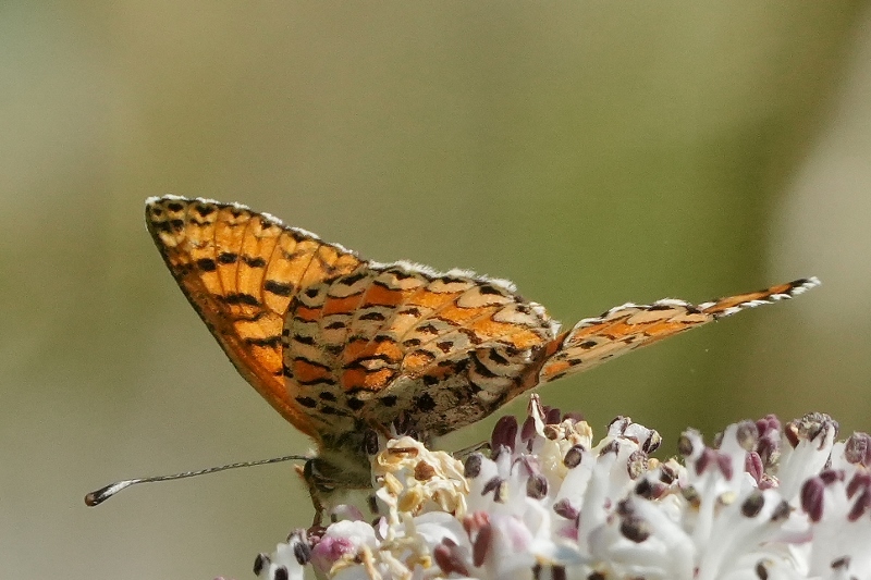 Melitaea trivia da confermare.