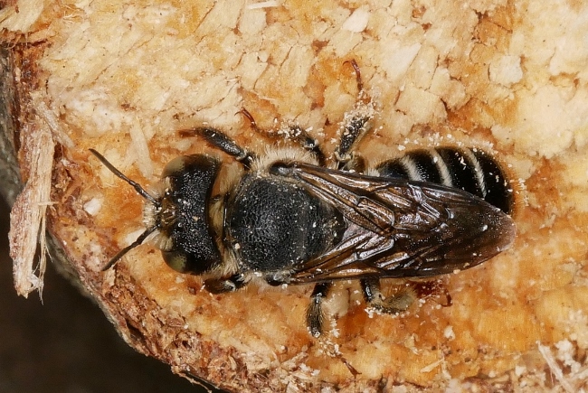 Lithurgus sp. ♀ - Megachilidae