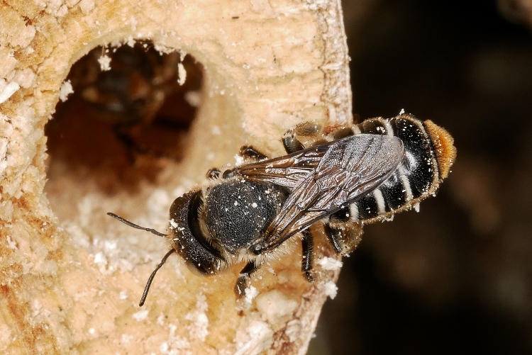 Lithurgus sp. ♀ - Megachilidae
