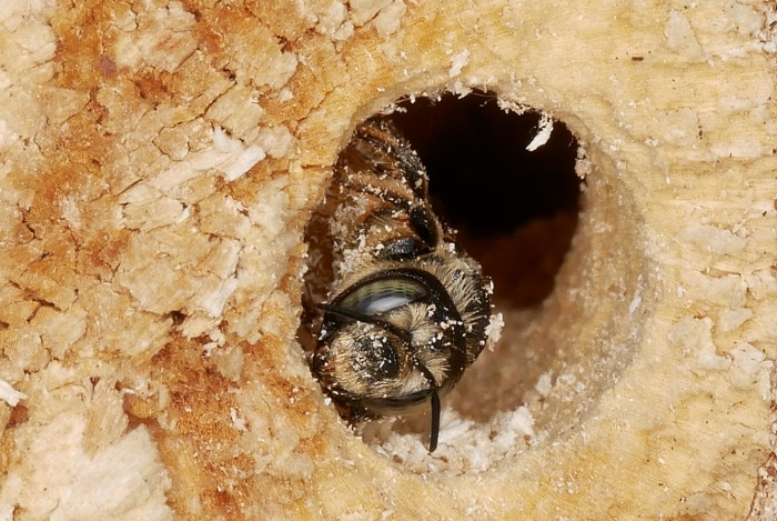 Lithurgus sp. ♀ - Megachilidae