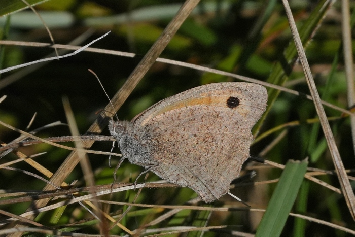 Hyponephele lupina?