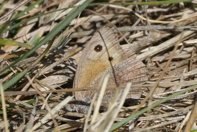 Hyponephele lupina?