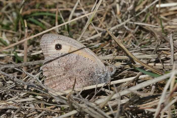 Hyponephele lupina?
