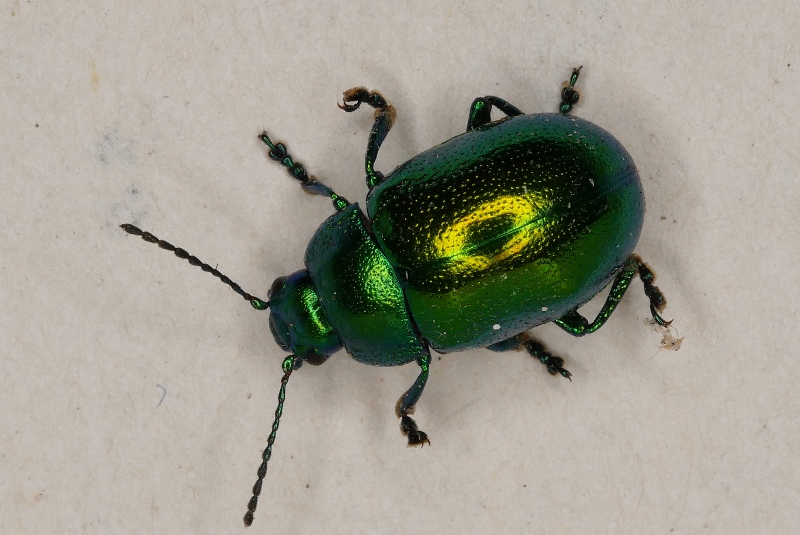 Chrysomelidae: Chrysolina herbacea? S.