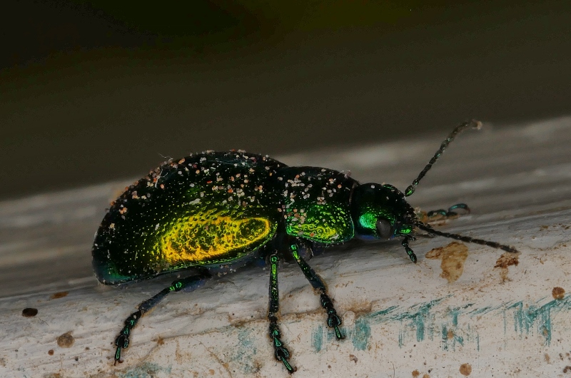 Chrysomelidae: Chrysolina herbacea? S.