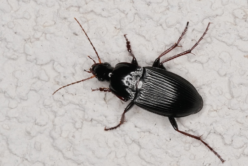 Carabidae da identificare