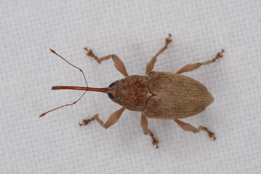 Piccolo Curculionidae da identificare.