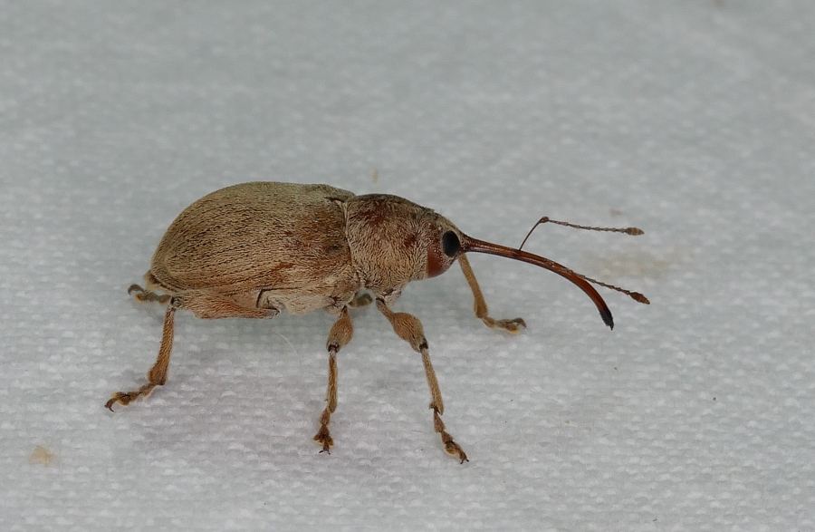 Piccolo Curculionidae da identificare.