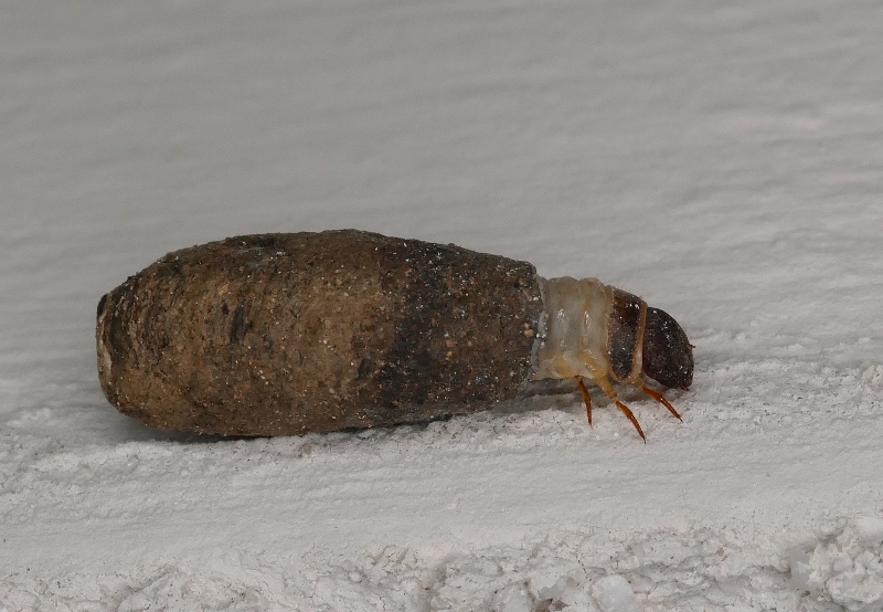 Larva di Psychidae?