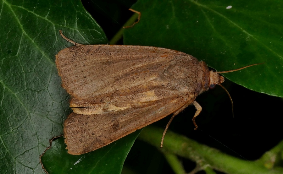 Falena da identificare