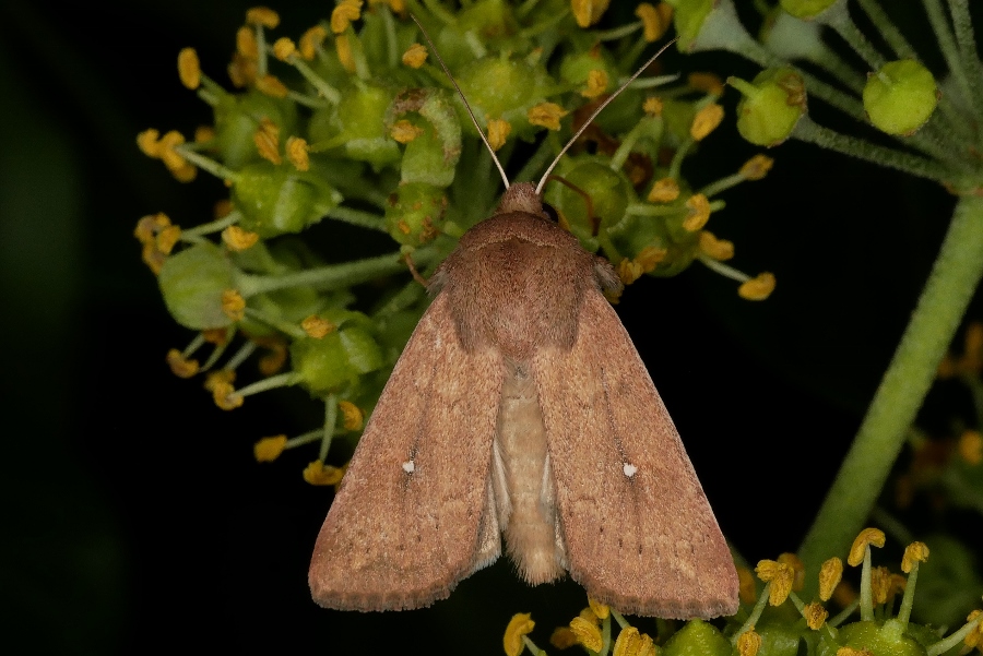 Mythimna albipuncta?