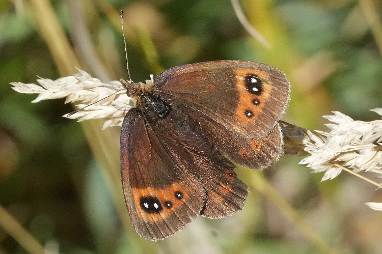 Erebia neoridas?