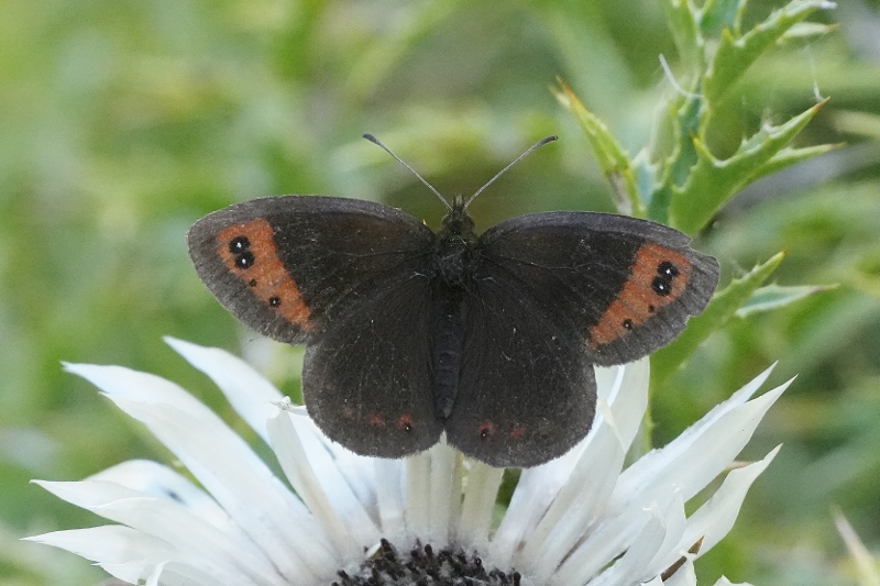 Erebia neoridas?