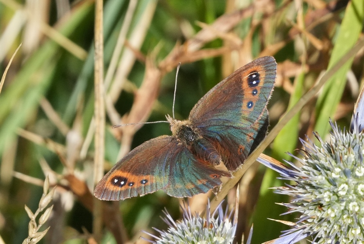 Erebia neoridas?