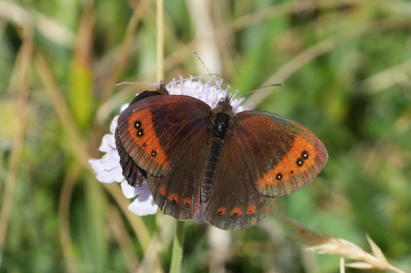 Erebia neoridas?