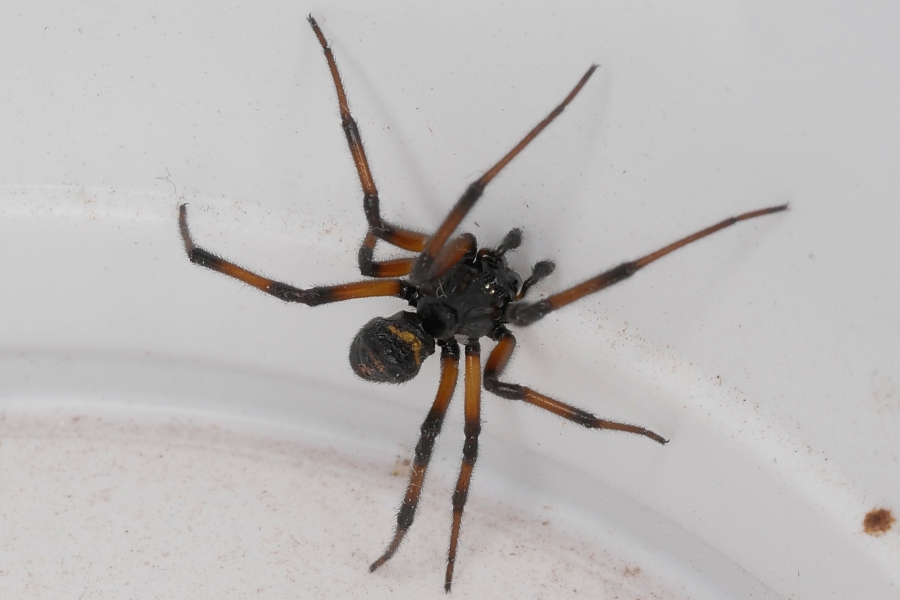Steatoda paykulliana ?