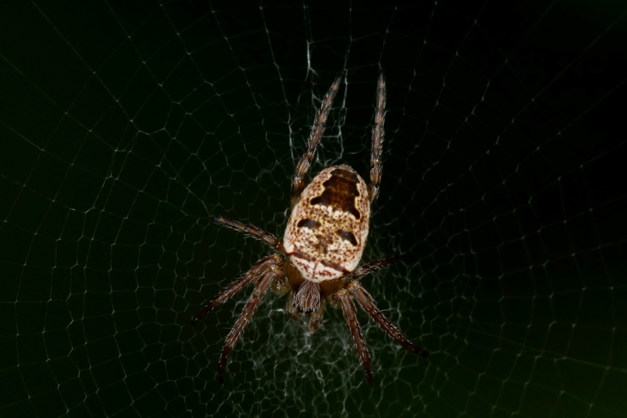 Ragno piccolissimo da identificare