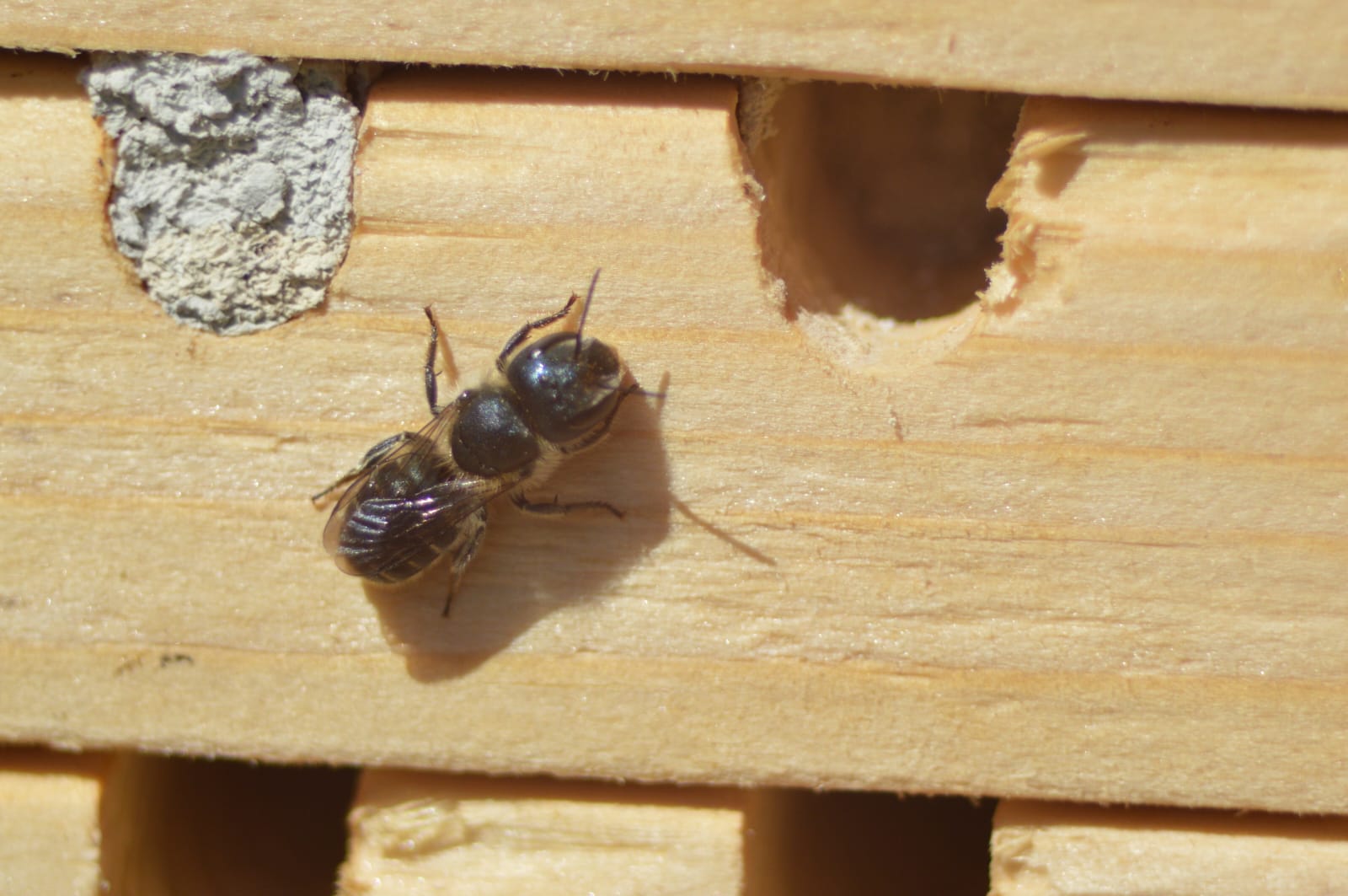 Piccolo imenottero da identificare