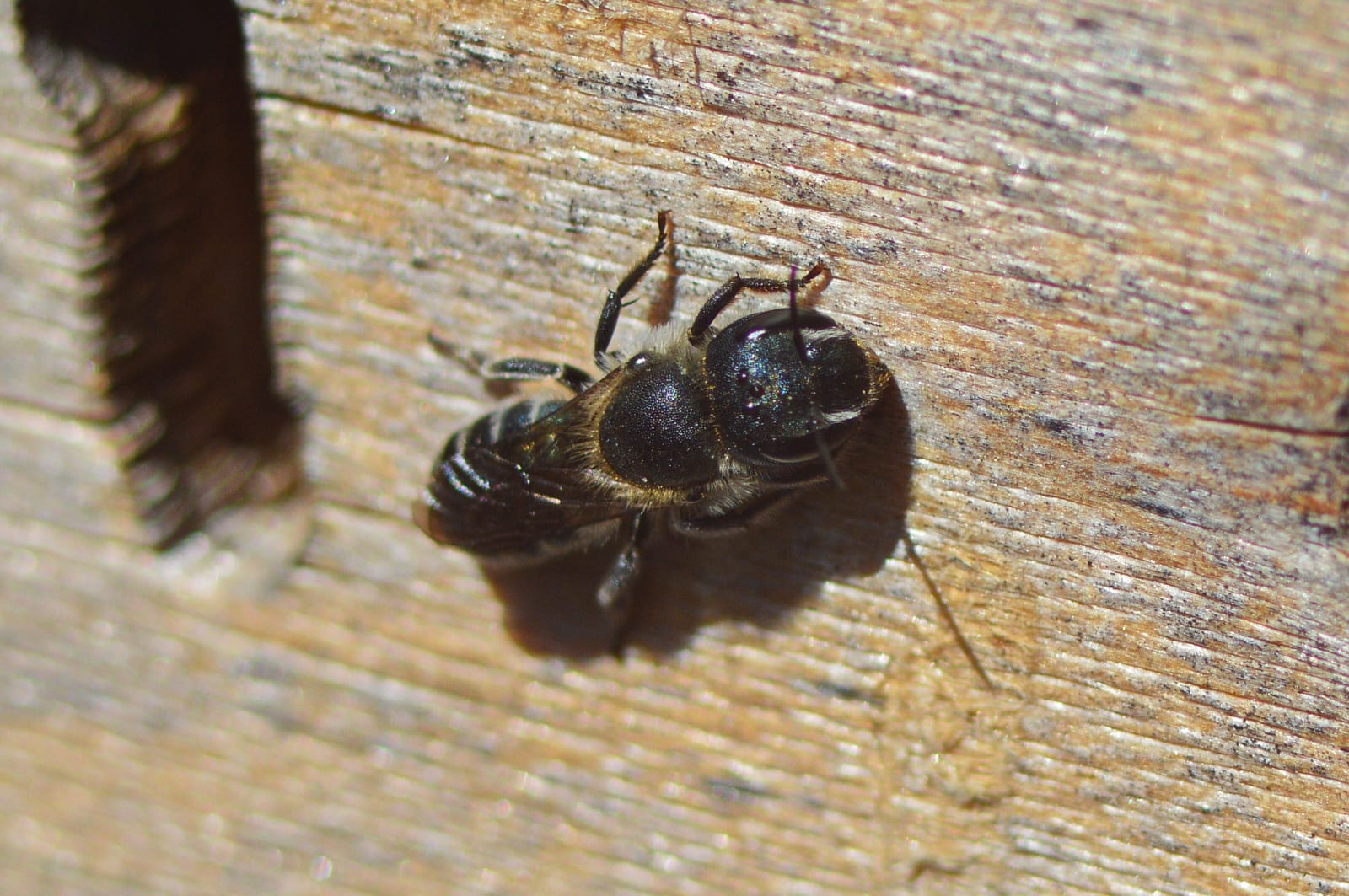 Piccolo imenottero da identificare