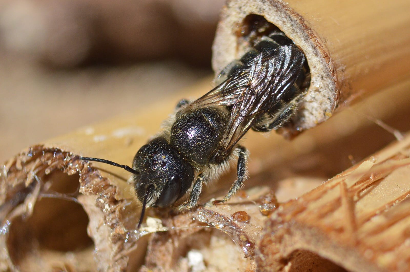 Piccolo imenottero da identificare