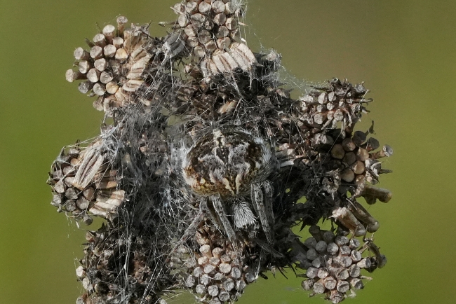 Araneidae da identificare