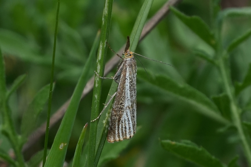 Crambidae da identificare