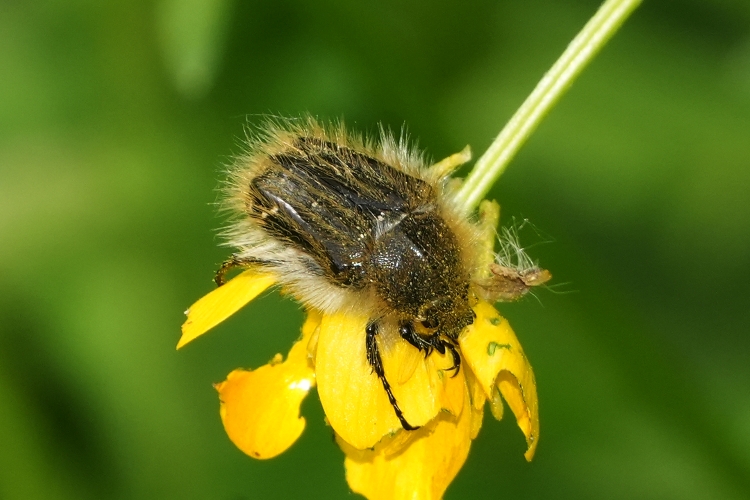Tropinota squallida ?