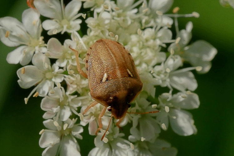 Derula flavoguttata da confermare