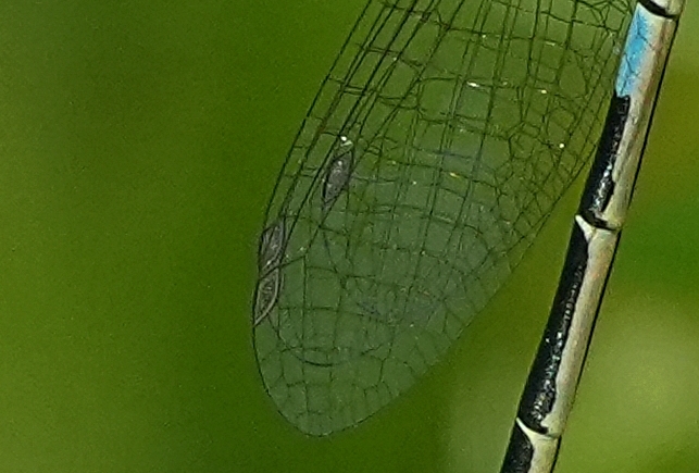 Coenagrion caerulescens o scitulum ?