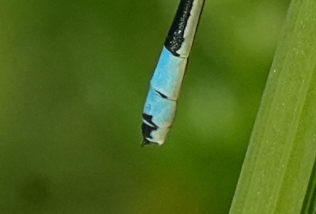 Coenagrion caerulescens o scitulum ?