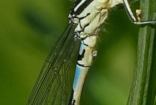 Coenagrion caerulescens o scitulum ?