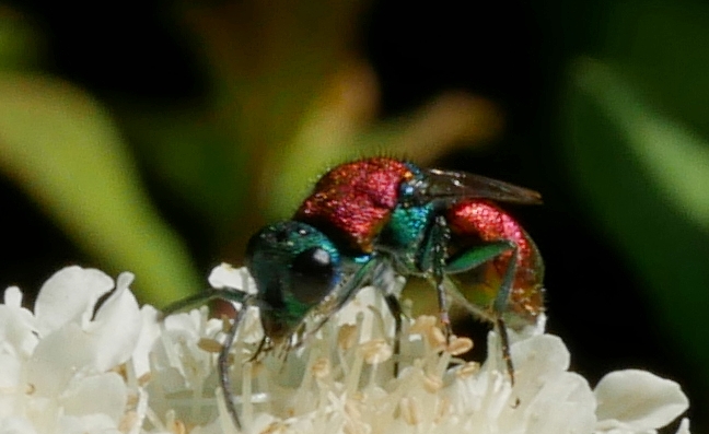 Chrysididae da identificare 2