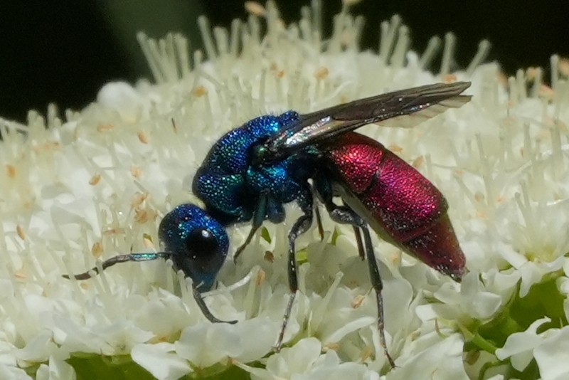 Chrysididae da identificare 1
