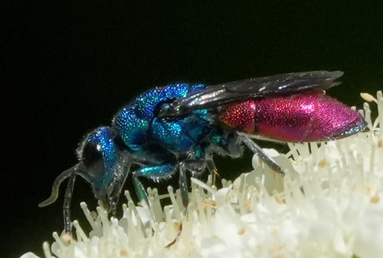 Chrysididae da identificare 1