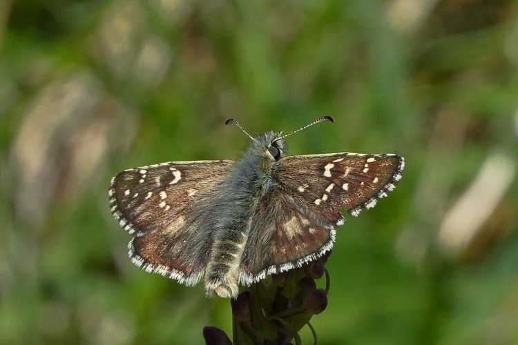 Pyrgus alveus?
