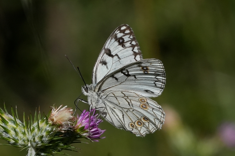Melanargia arge in provincia di Ancona.